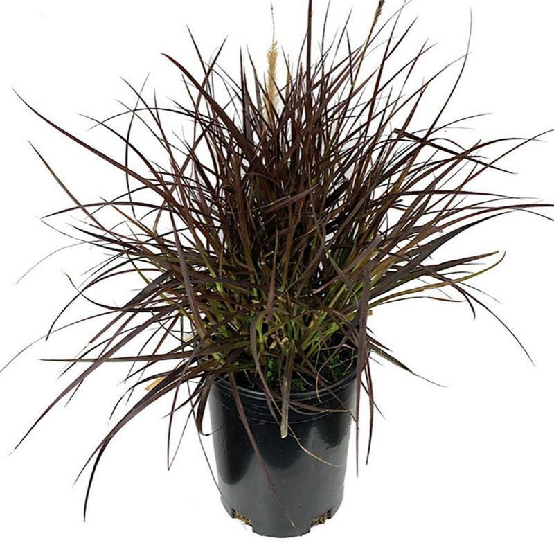 Planta Natural Tropical Presentaciones Surtidas - Florasol