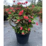Planta Natural Tropical Presentaciones Surtidas - Florasol