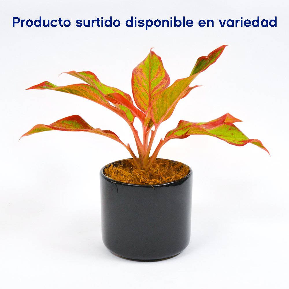 Planta Natural Sansevieria Con Maceta 30X20 Cm - Orquideas Sym - Cemaco