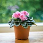 Canasta Colgante Grande Plantas Vivas Colores Surtidos - Florasol