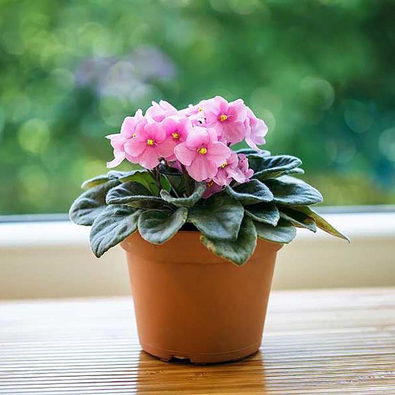 Canasta Colgante Grande Plantas Vivas Colores Surtidos - Florasol