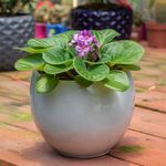 Canasta Colgante Grande Plantas Vivas Colores Surtidos - Florasol