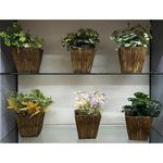 Planta Con Pote De 19X30 Cm - Concepts