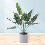 Planta Con Pote 40 Cm - Concepts