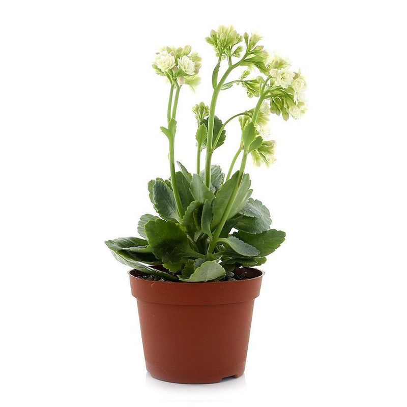 Planta Con Flor Mp4 - Florasol