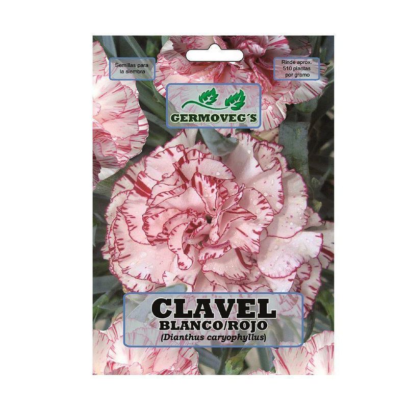 Semilla De Clavel Blanco/Rojo - Germoveg´S