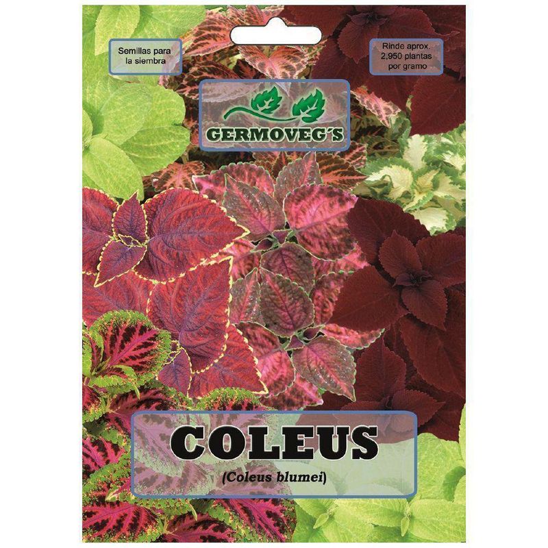 Semilla De Coleos - Hortaflor - Germovegs