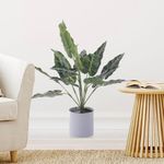 Planta Con Pote 40 Cm - Concepts