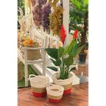 Planta Verde Y Flor Roja Con Pote 120x70x120 Cm - Concepts