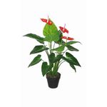 Planta Anturios Rojos Con Pote - Concepts