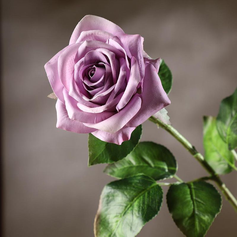 Rosa Violeta 67.3 Cm - Concepts