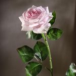 Rosa Rosada 67.3 Cm - Concepts