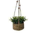 Planta Colgante con Pote 18X18X15 Cm - Concepts