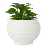 Maceta-Bromelia-Blanca--42-x-48-Cm