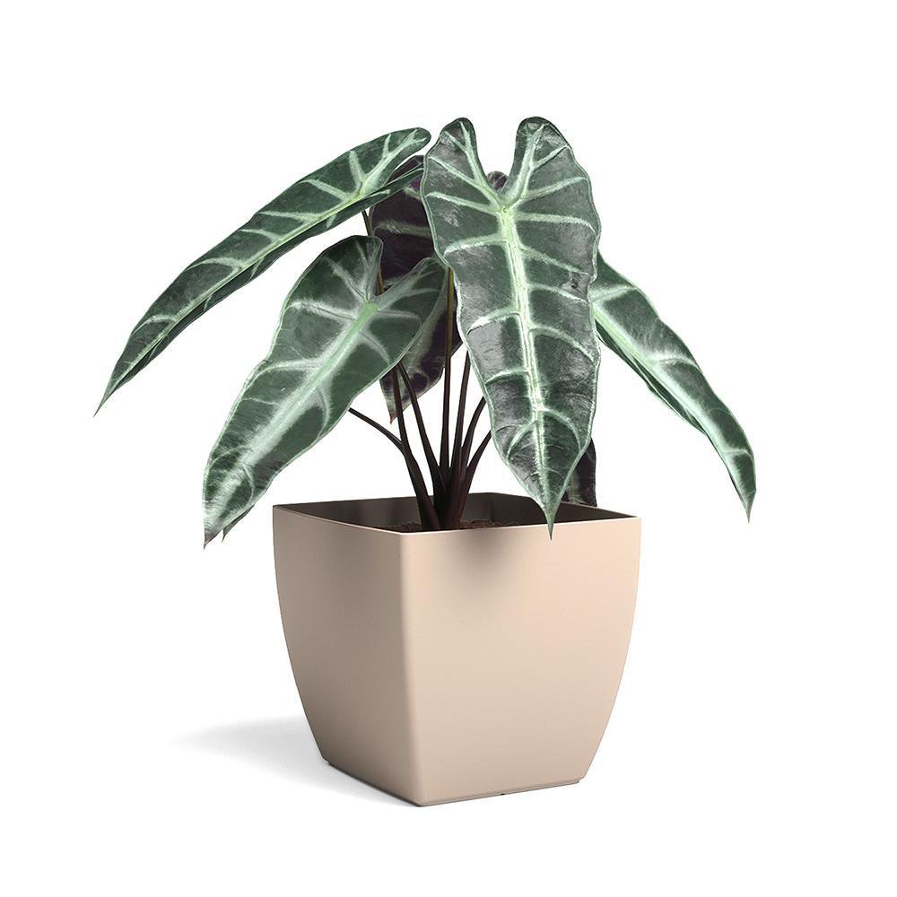 Artevasi Siena Pot, Vierkante bloempot met matte afwerking, kunststof 100% recyclebaar, 40cm, kleur Antraciet