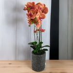 Orquídea Artificial Naranja en Maceta Gris