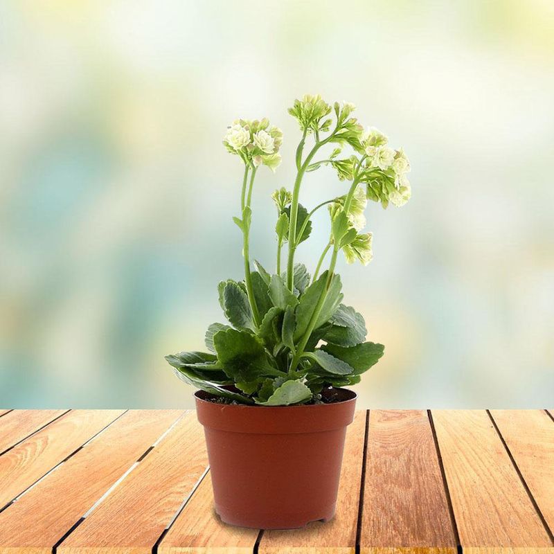 Planta-Con-Flor---Florasol