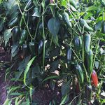 Semilla-De-Chile-Jalapeño---Germoveg-S