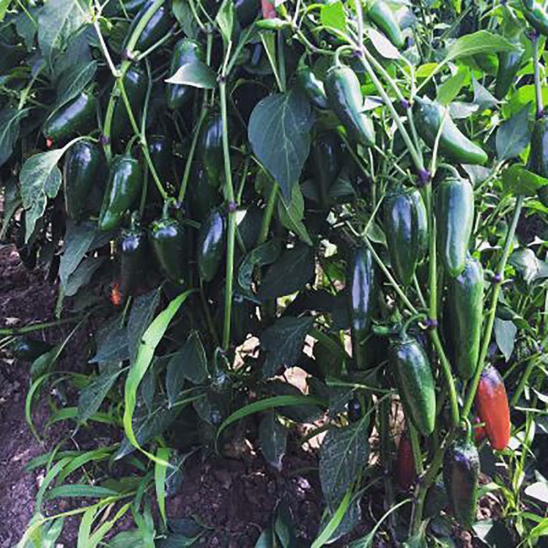 Semilla-De-Chile-Jalapeño---Germoveg-S