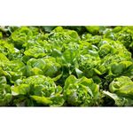 Semilla-De-Lechuga---Germoveg-S