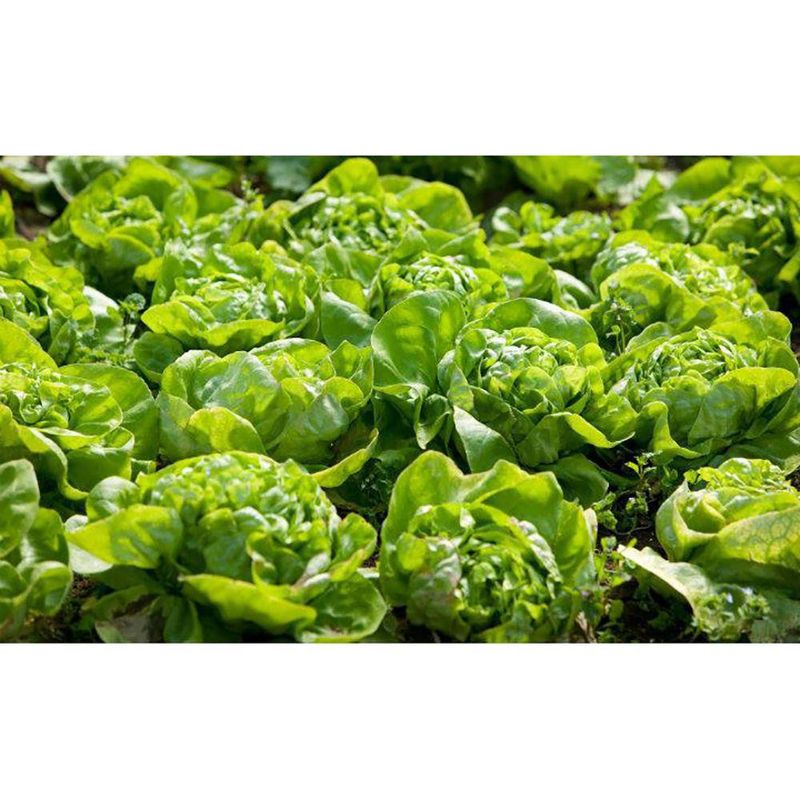 Semilla-De-Lechuga---Germoveg-S