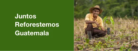 Juntos Reforestemos Guatemala